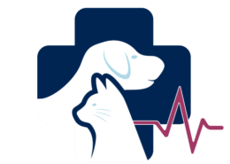 What makes Pacific Vet hospital different from other local pet clinics near me?